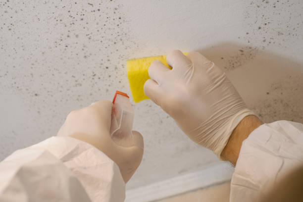 Best Comprehensive Air Testing for Mold Contaminants  in Adrian, MI