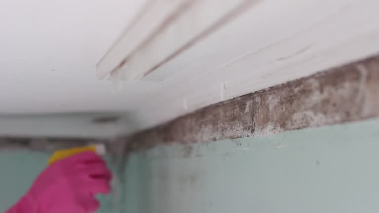 Mold Documentation for Insurance Claims in Adrian, MI